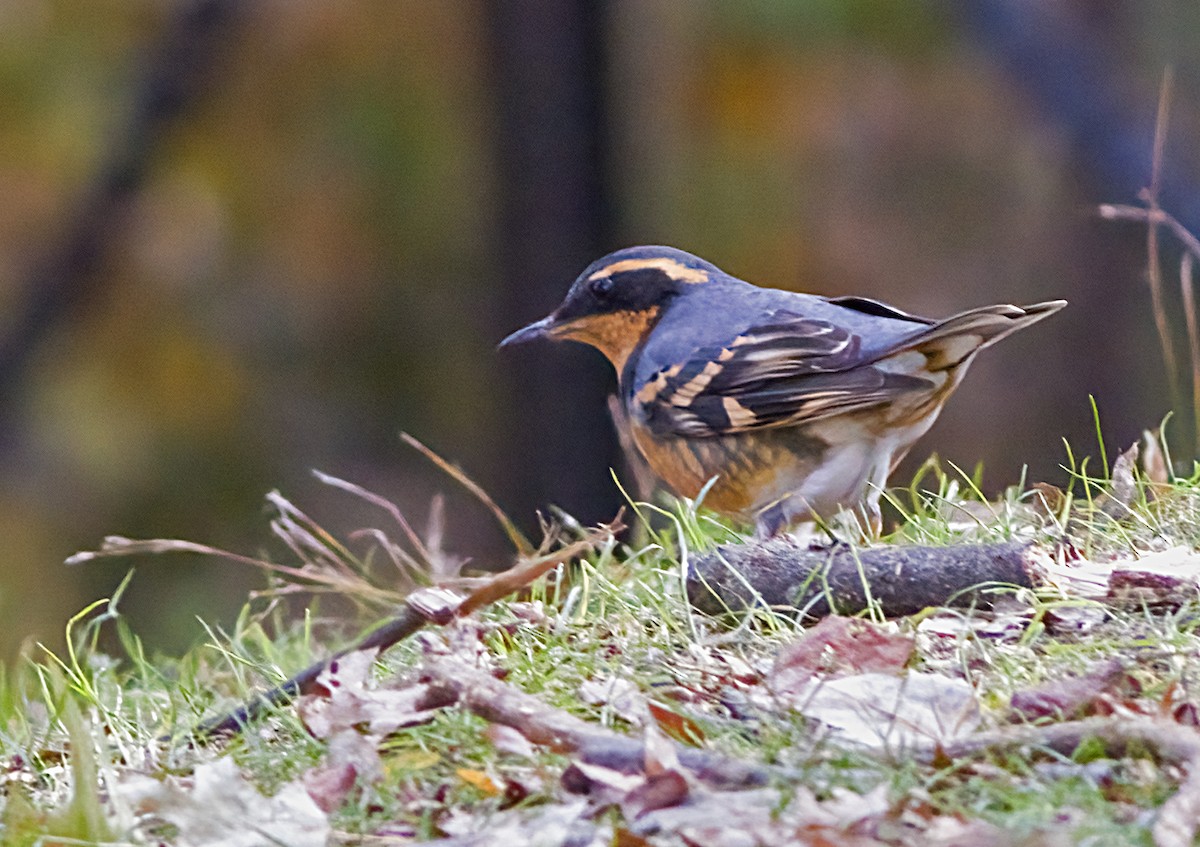 Varied Thrush - ML644553326