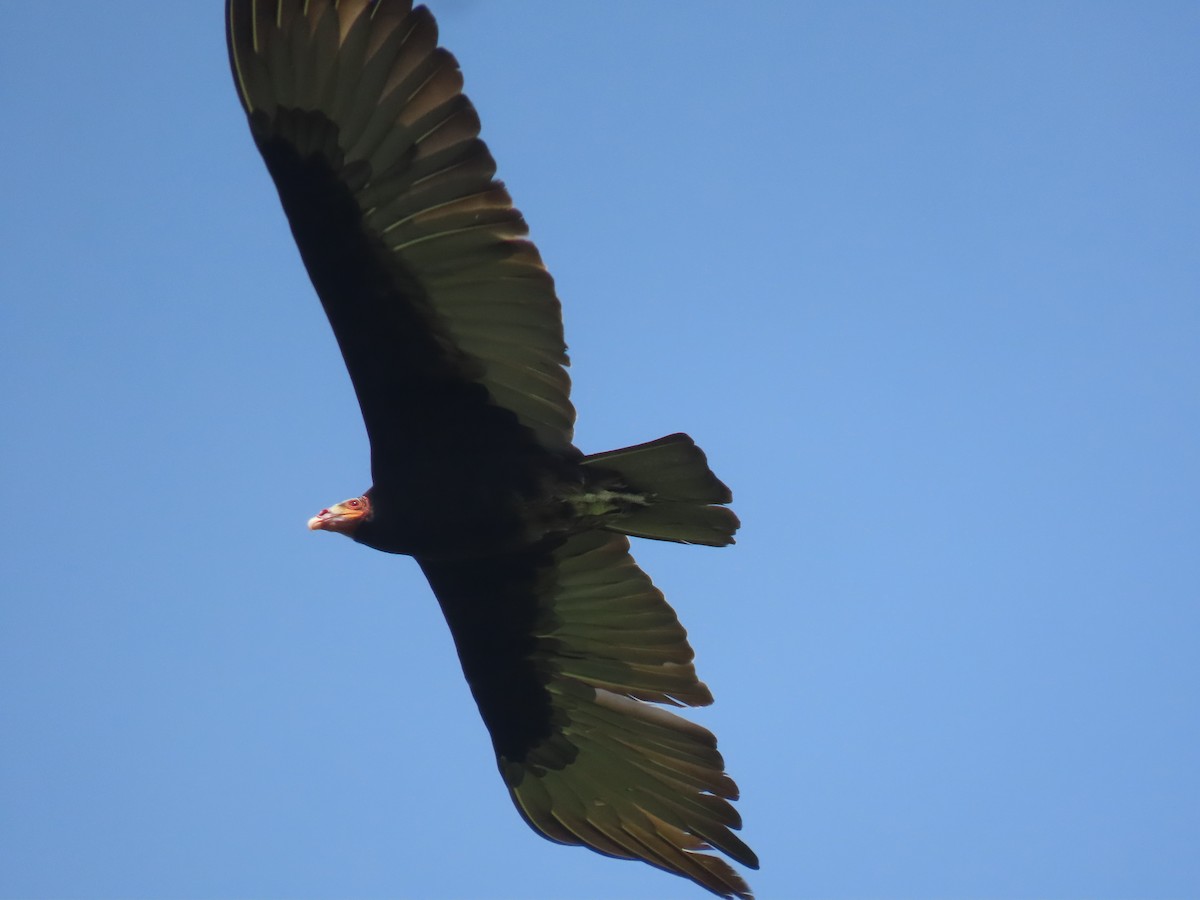 Lesser Yellow-headed Vulture - ML644553327