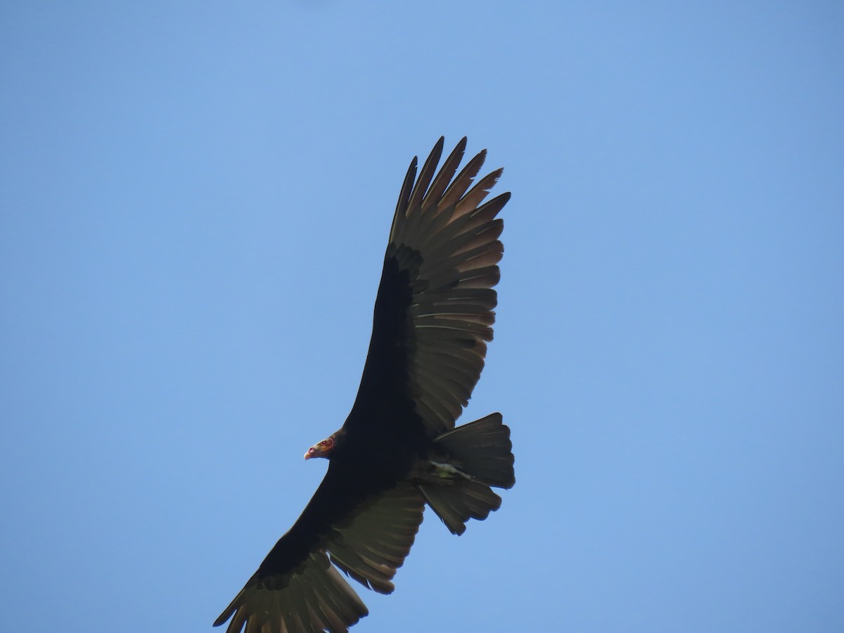 Lesser Yellow-headed Vulture - ML644553328