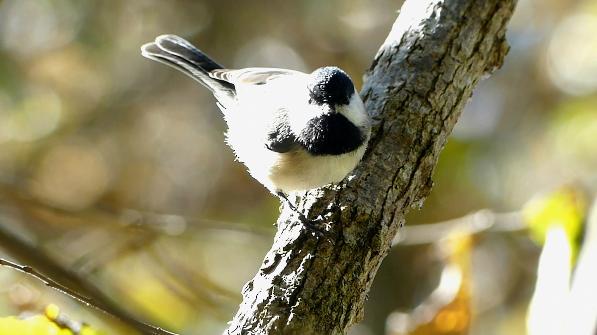 Carolina Chickadee - ML644553329