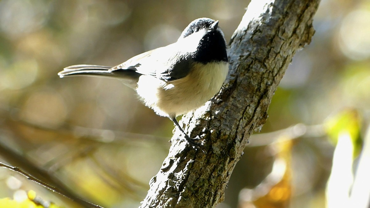 Carolina Chickadee - ML644553330