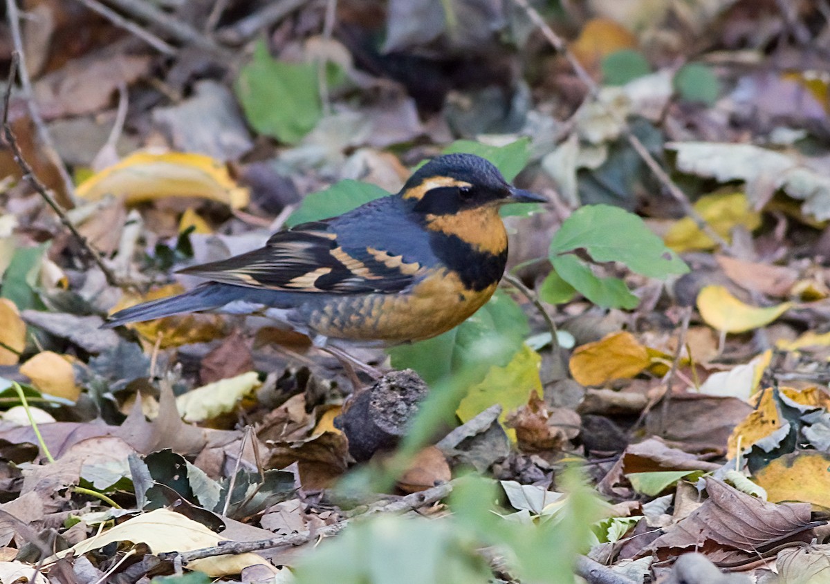 Varied Thrush - ML644553332