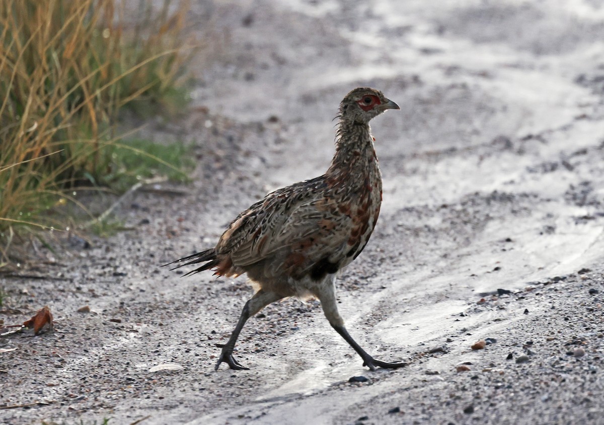 Ring-necked Pheasant - ML644553333