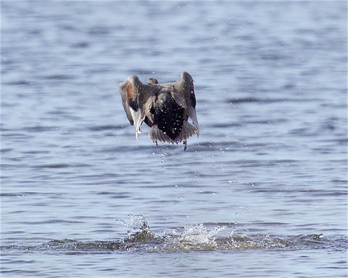 Gadwall - ML644553334