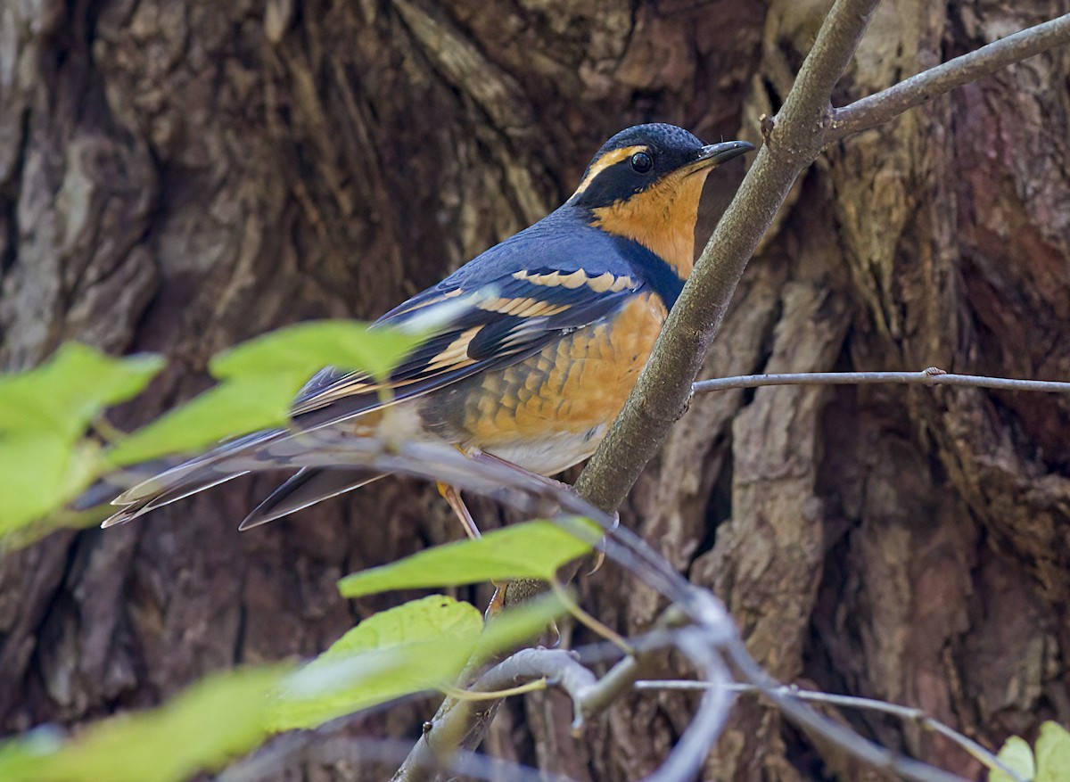 Varied Thrush - ML644553335