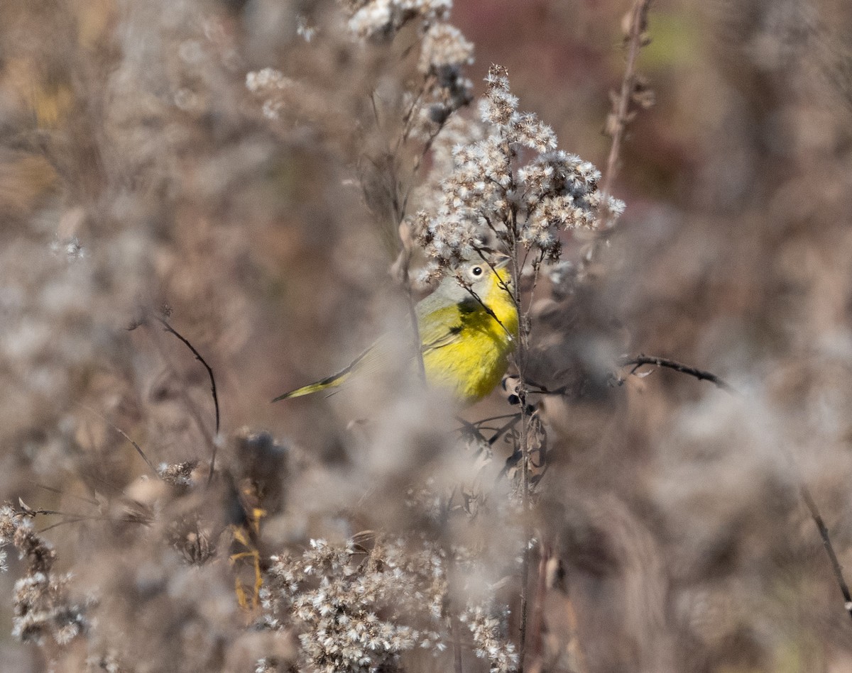 Nashville Warbler - ML644553337