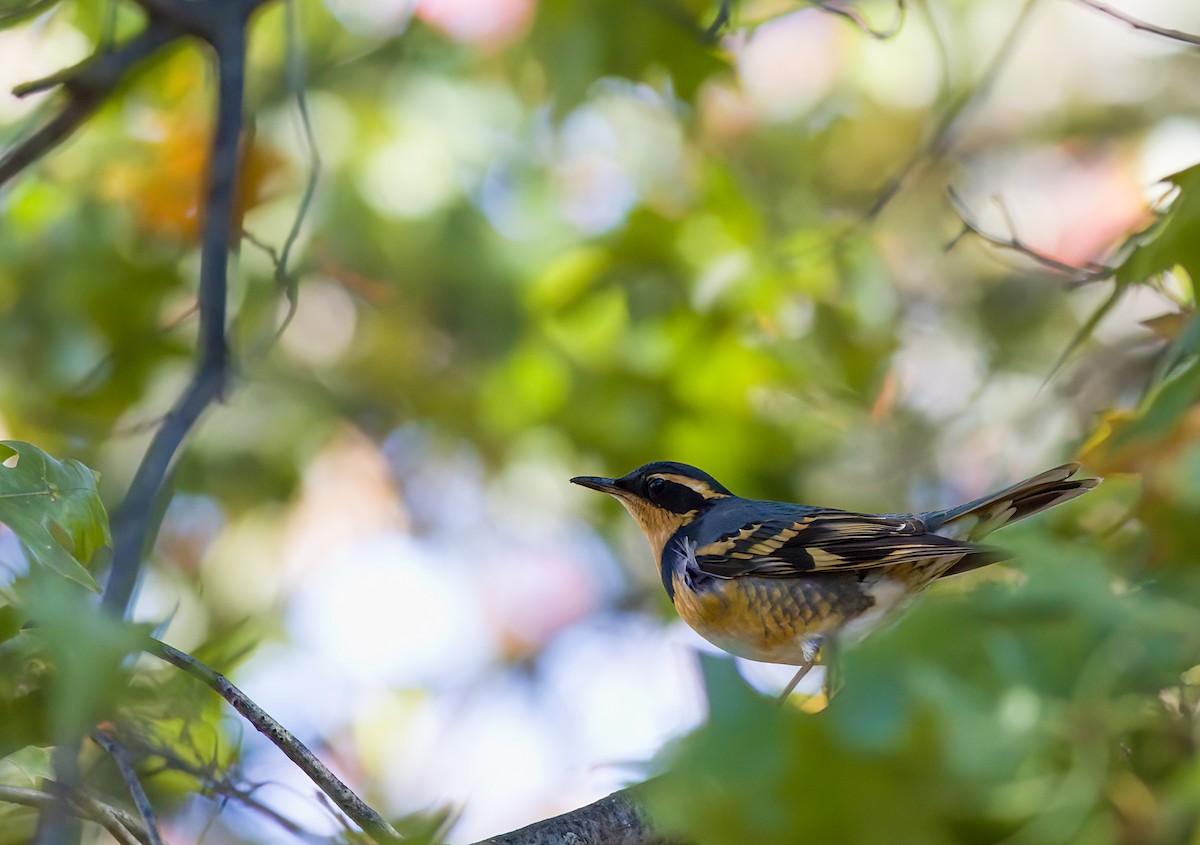 Varied Thrush - ML644553338