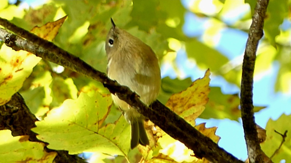 Ruby-crowned Kinglet - ML644553341