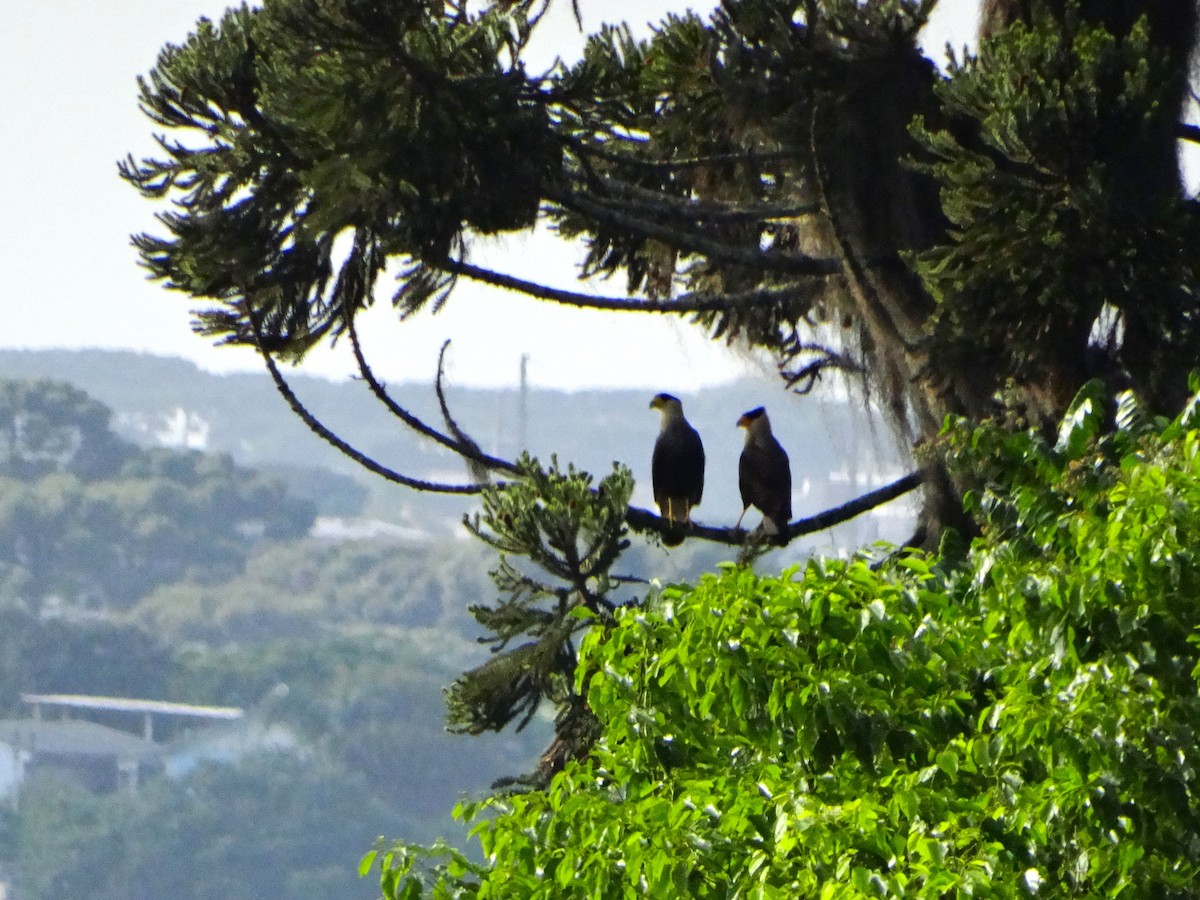 Caracara huppé - ML644553345