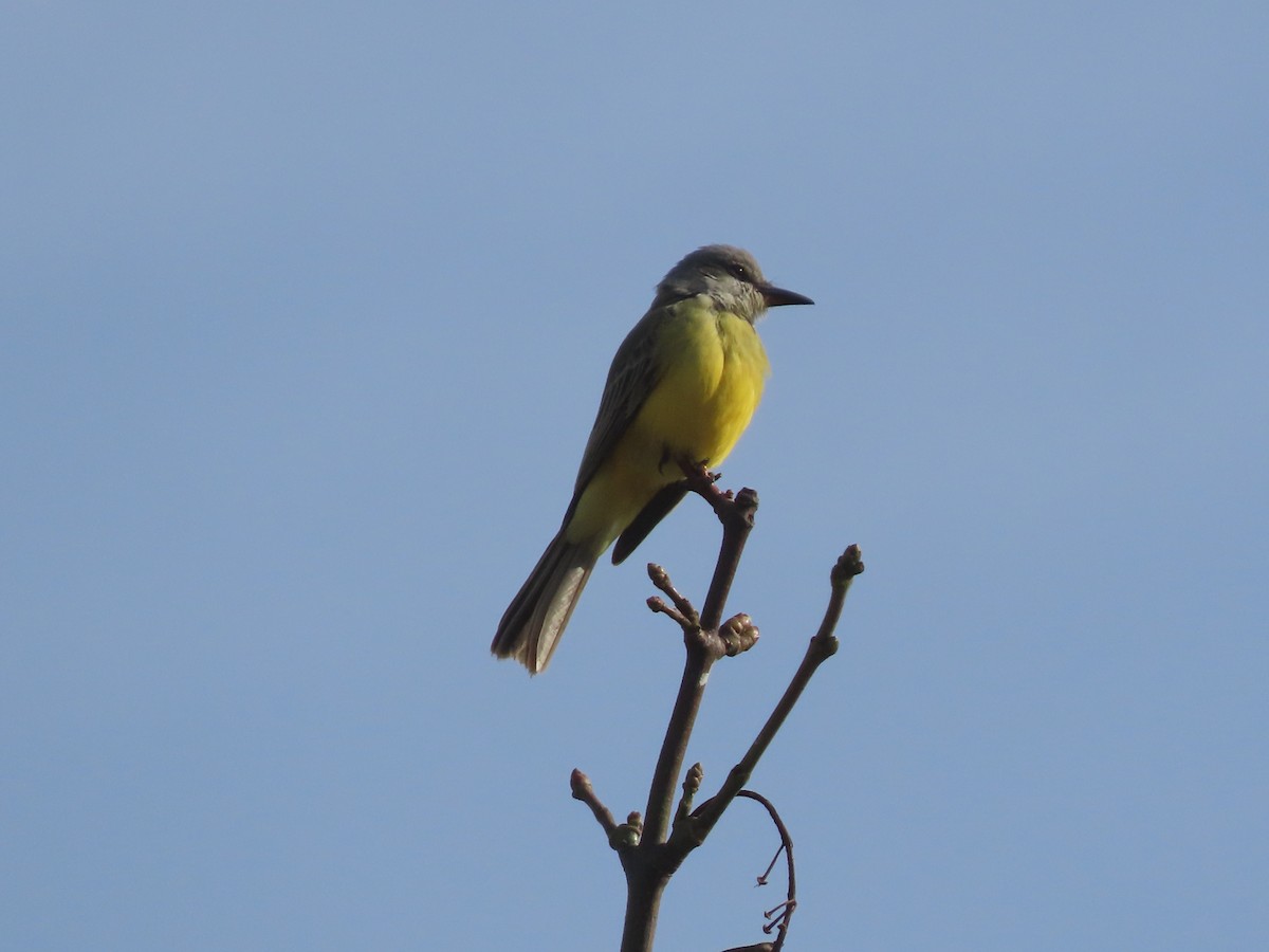 Tropical Kingbird - ML644553346
