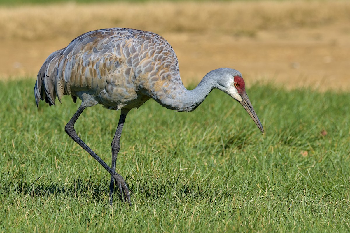 Sandhill Crane - ML644553347
