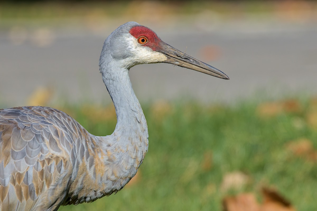 Sandhill Crane - ML644553348