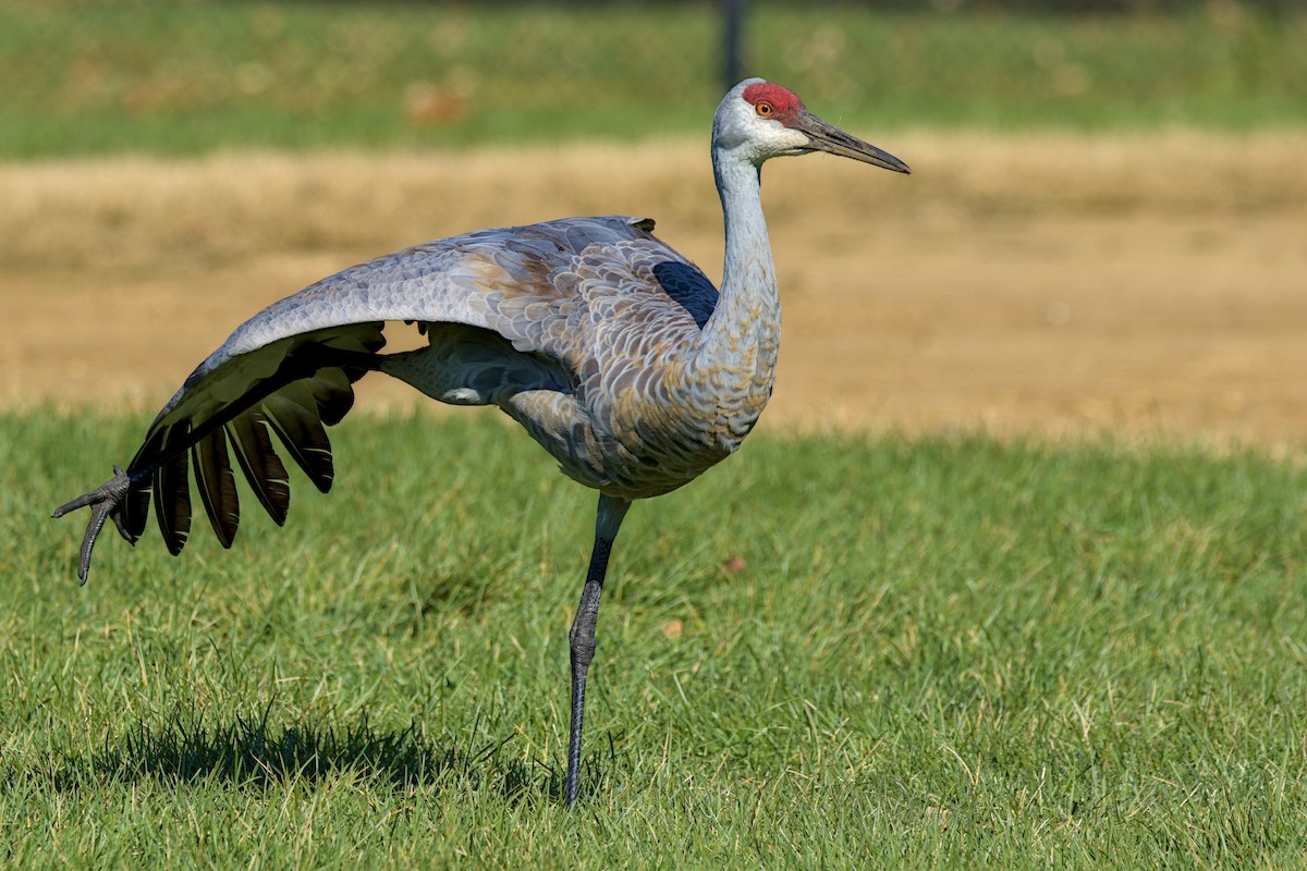 Sandhill Crane - ML644553349