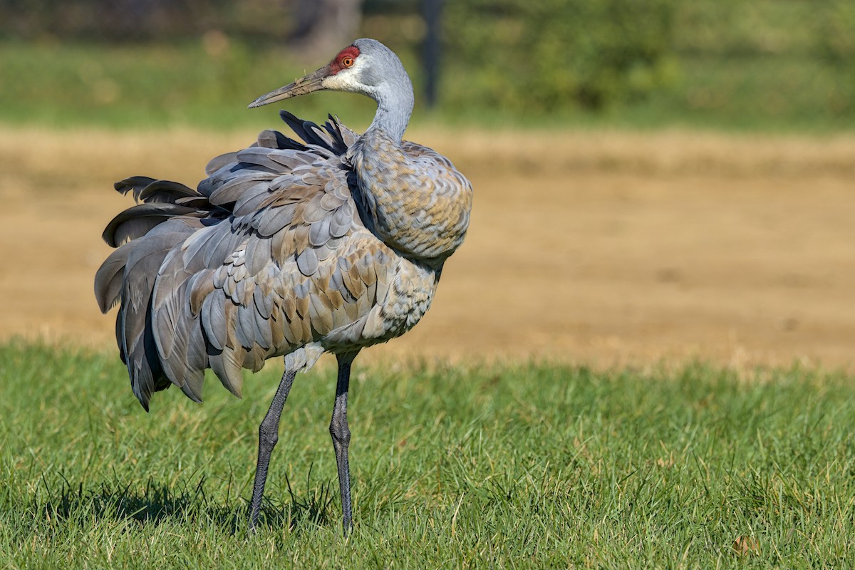 Sandhill Crane - ML644553350