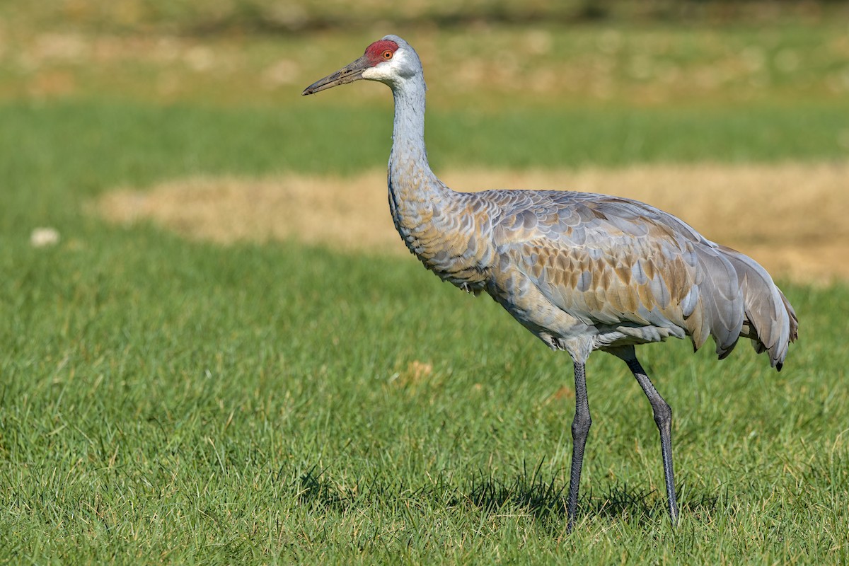 Sandhill Crane - ML644553352