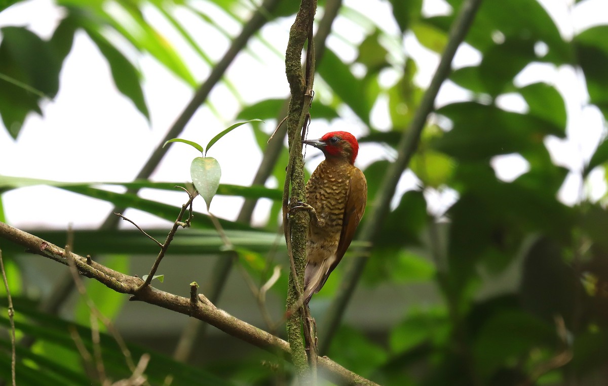 nicaraguaspett - ML644553357