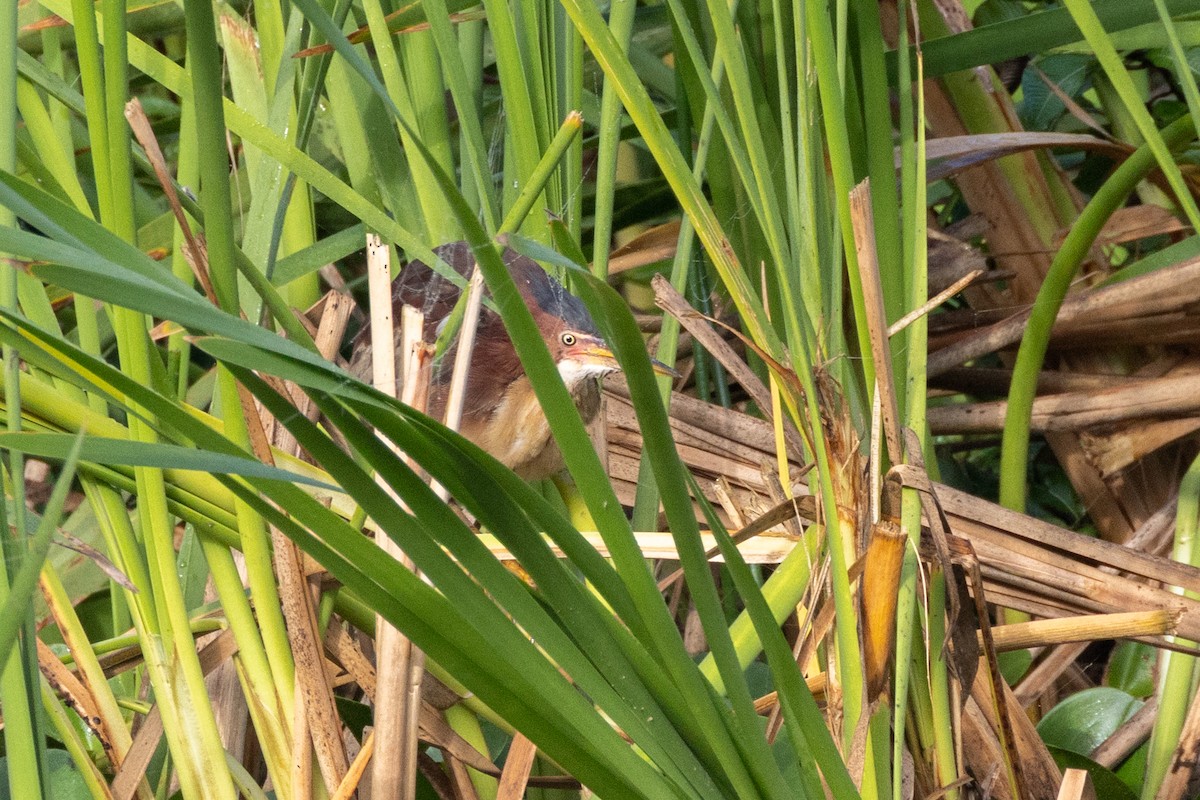 Least Bittern - ML644553360