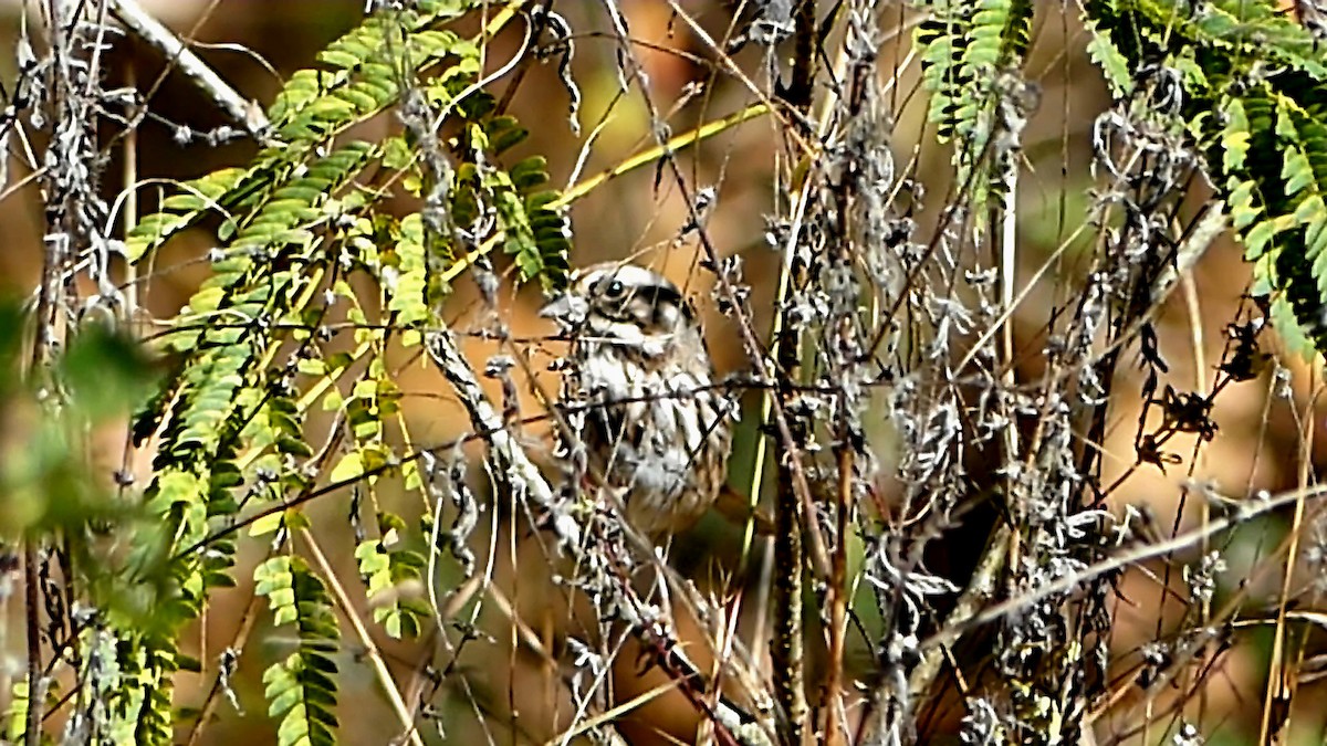 Song Sparrow - ML644553363