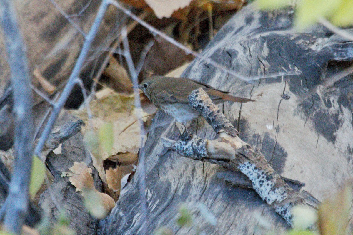 Hermit Thrush - ML644553368