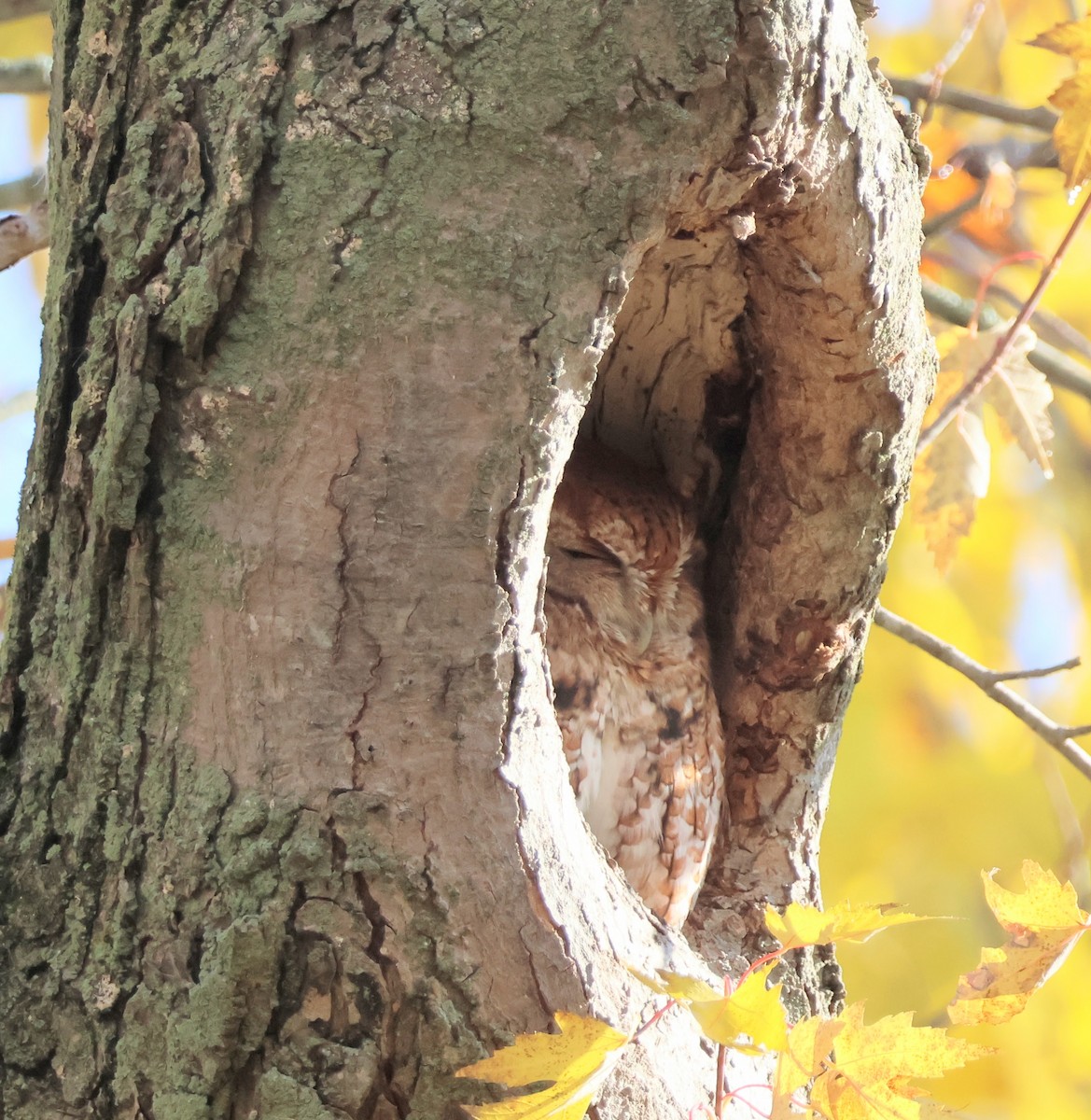 Eastern Screech-Owl - ML644553370