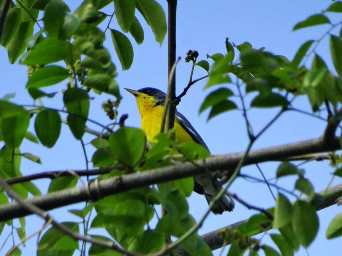 Tropical Parula - ML644553371