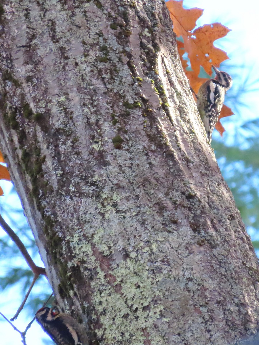 Yellow-bellied Sapsucker - ML644553378
