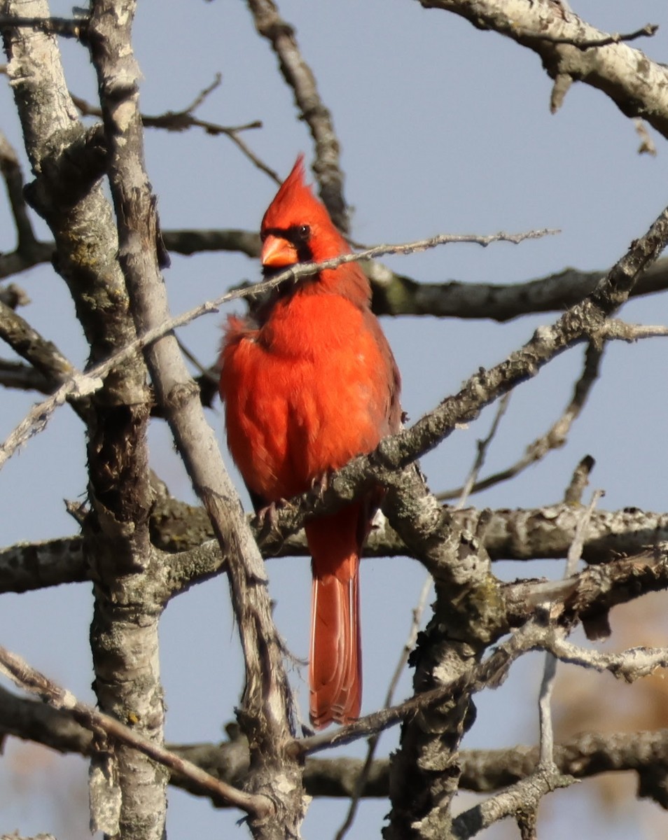 Northern Cardinal - ML644553381