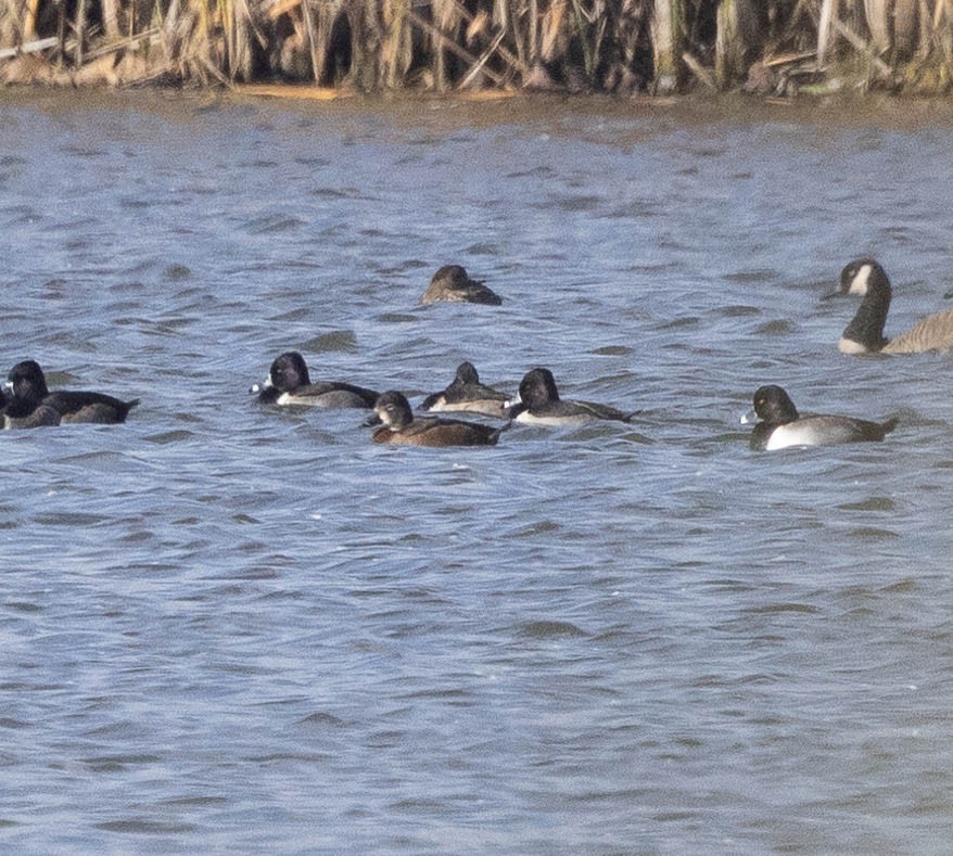 Fuligule à collier - ML644553387