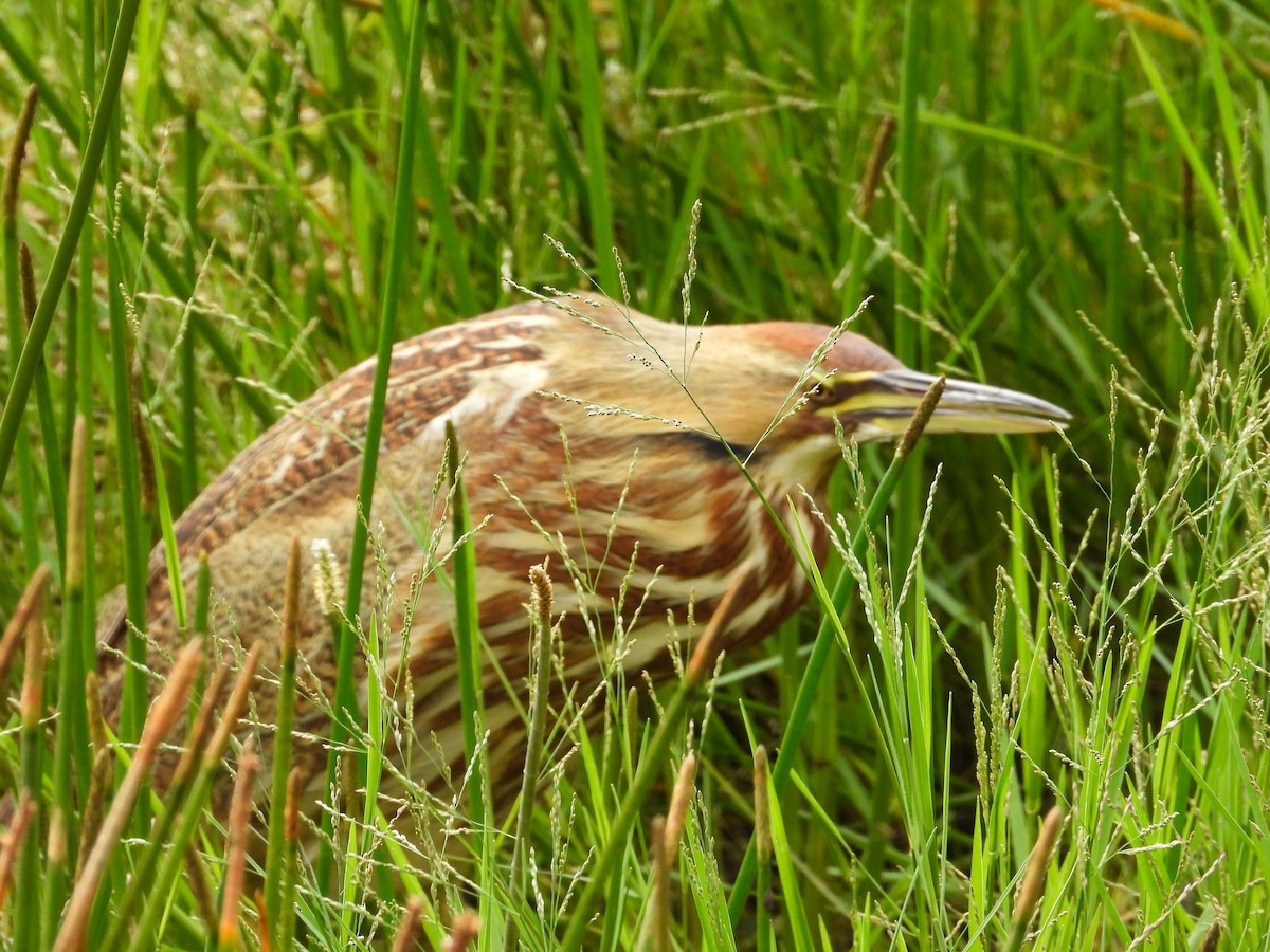 Butor d'Amérique - ML644553390