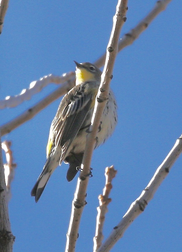 Paruline à croupion jaune - ML644553391