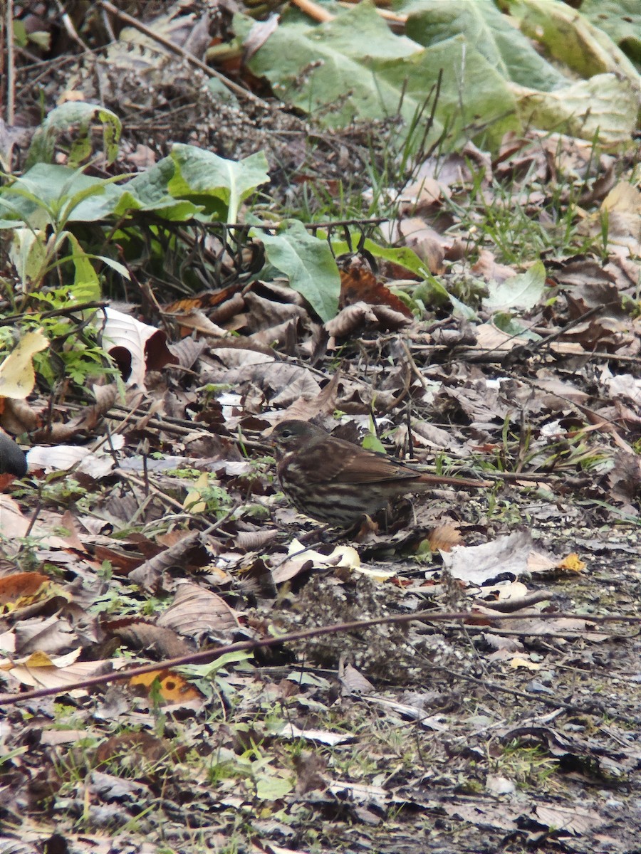 Bruant fauve - ML644553392