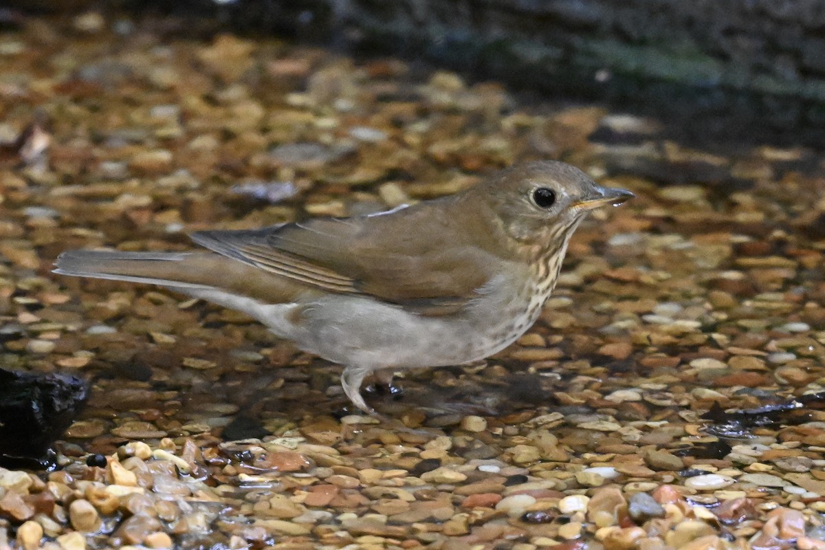 Grive à joues grises - ML644553393