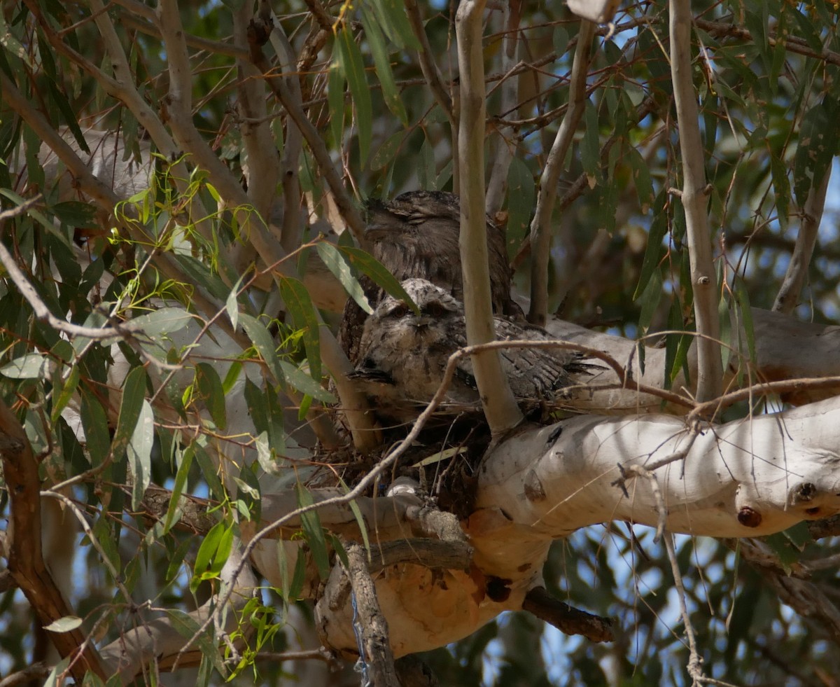 Tawny Frogmouth - ML644553394