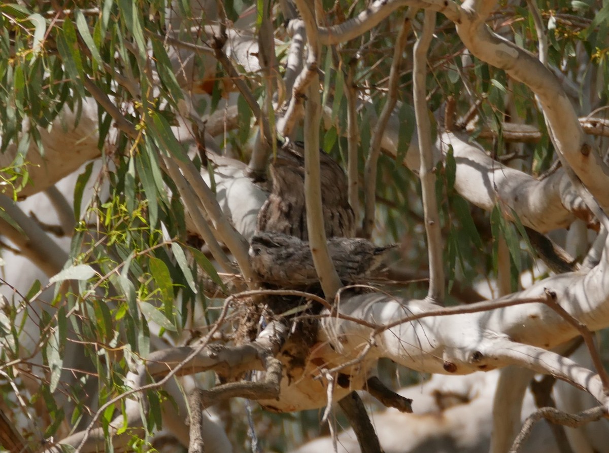 Tawny Frogmouth - ML644553395