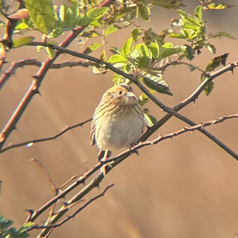 LeConte's Sparrow - ML644553396