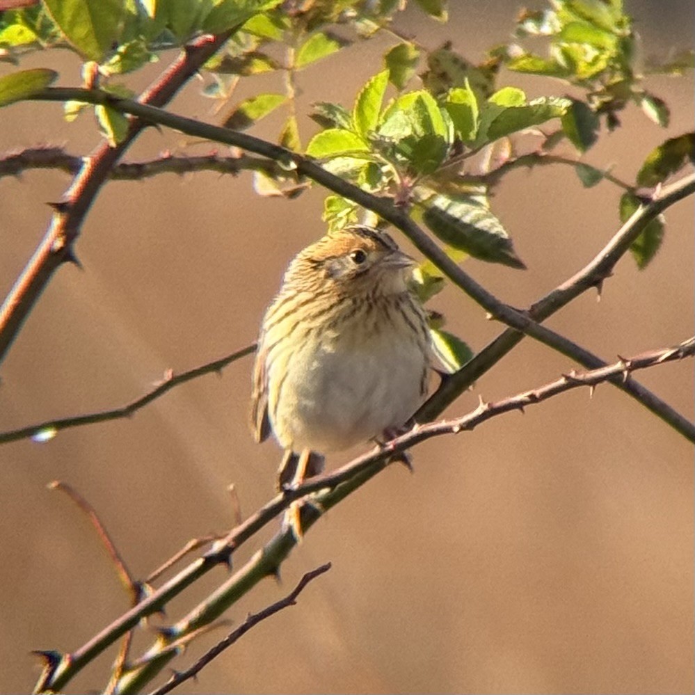LeConte's Sparrow - ML644553397