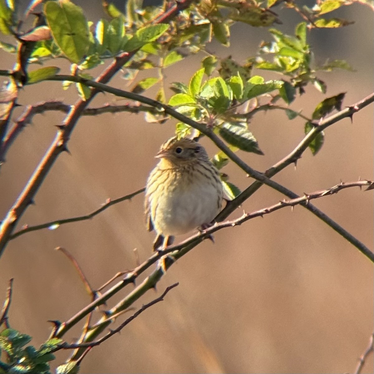 LeConte's Sparrow - ML644553398