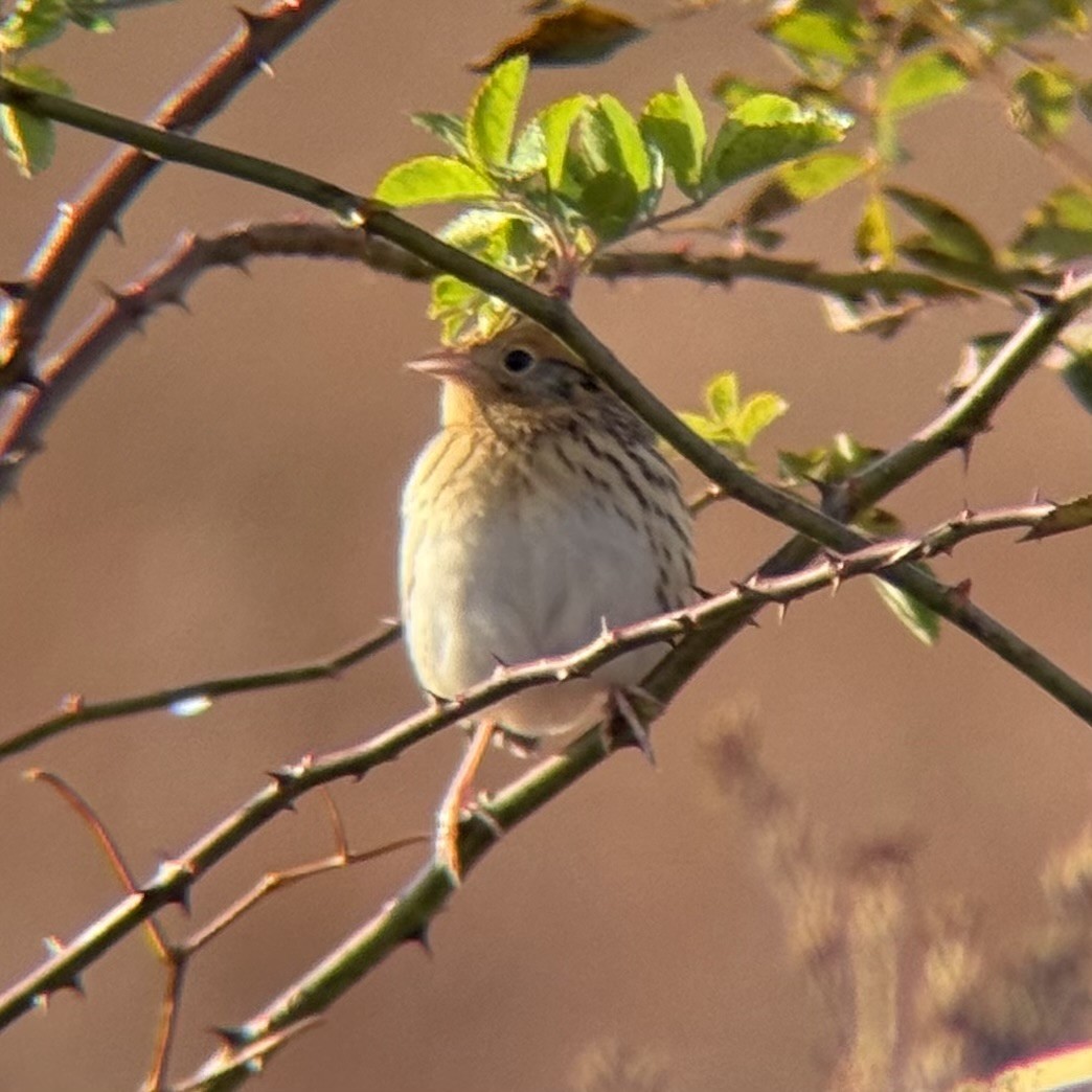 LeConte's Sparrow - ML644553399