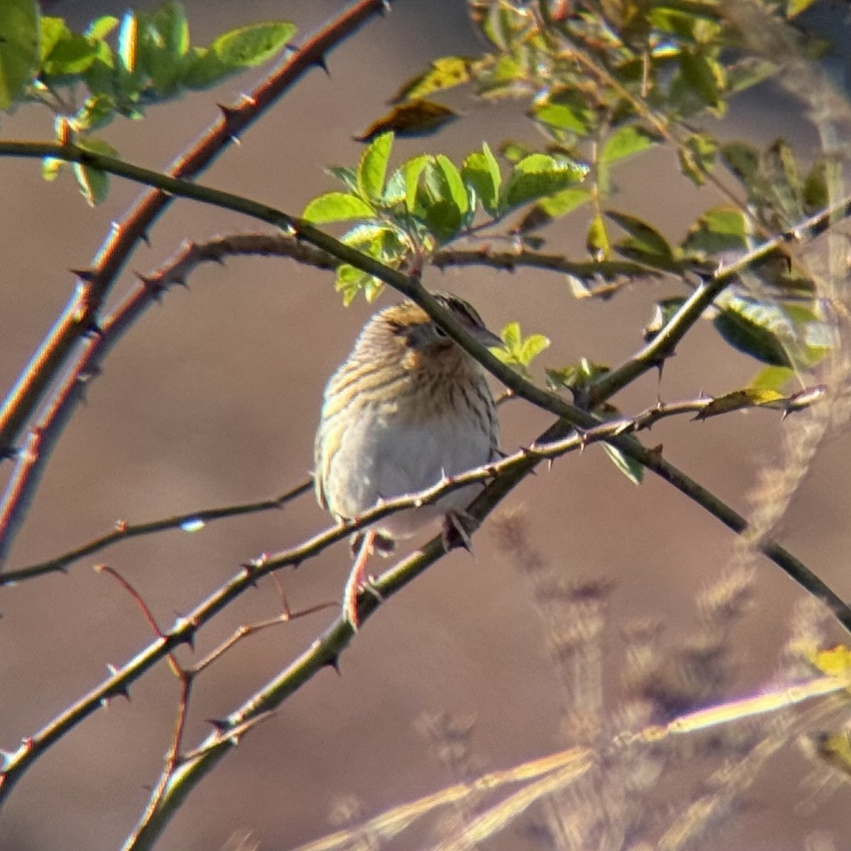 LeConte's Sparrow - ML644553400