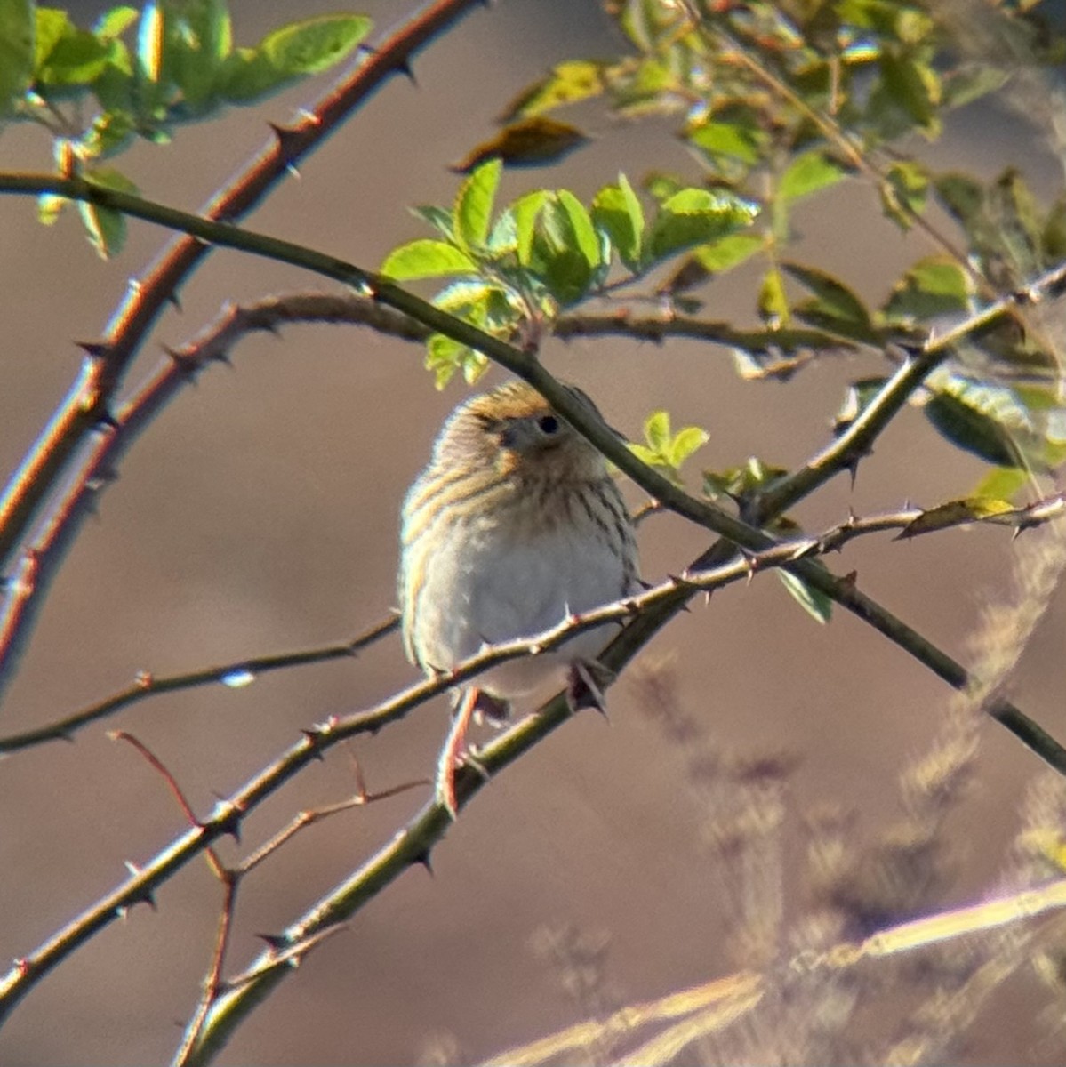 LeConte's Sparrow - ML644553401