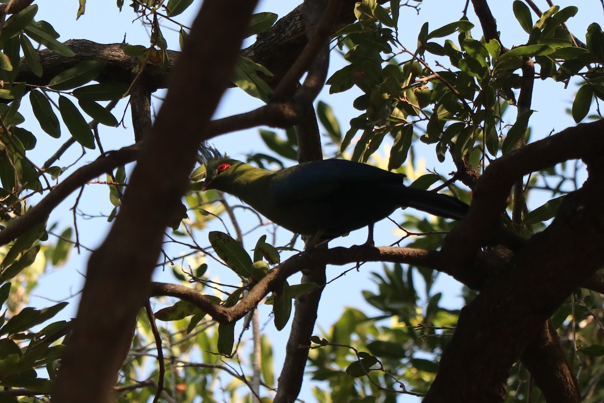 シャローエボシドリ - ML644553403