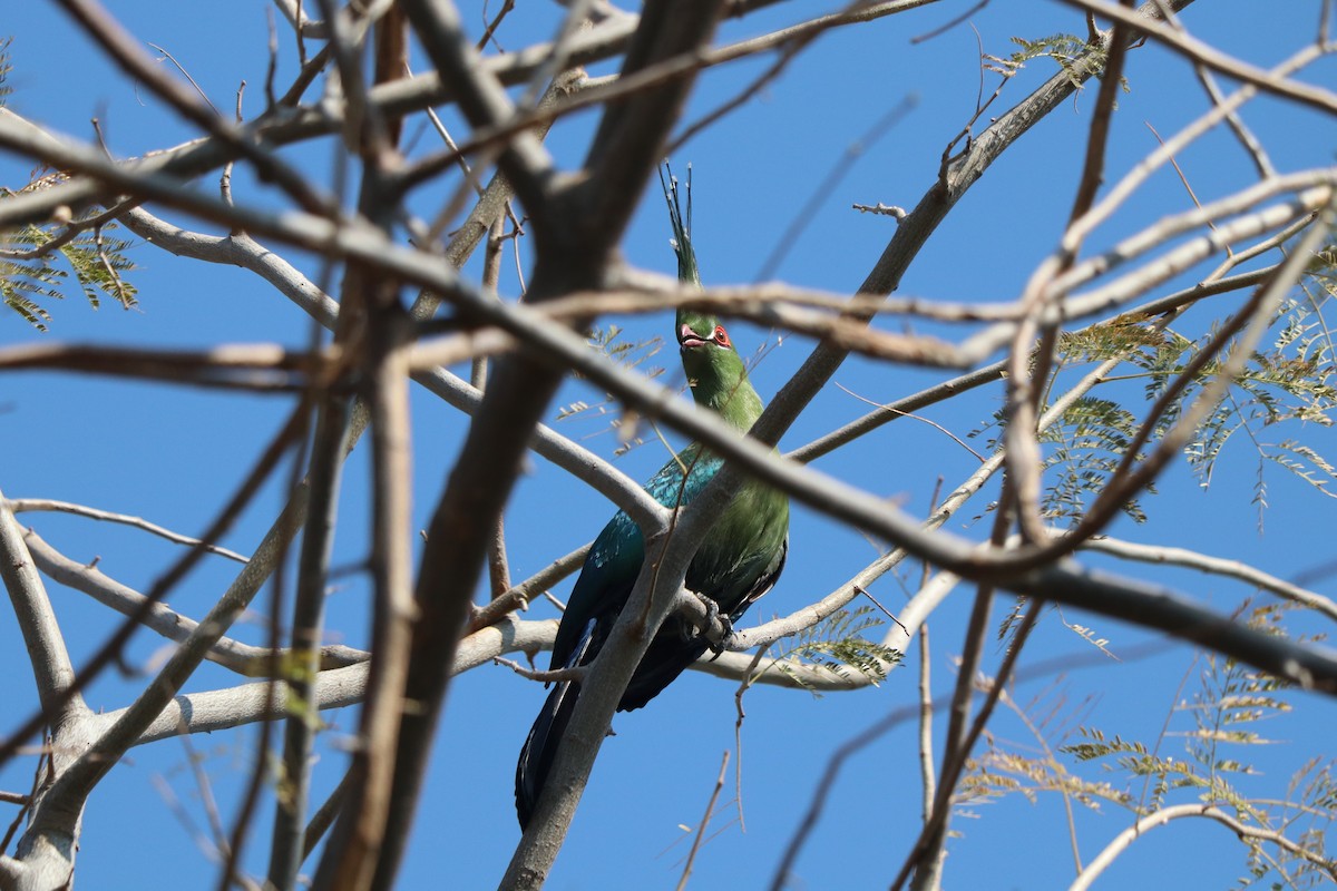 シャローエボシドリ - ML644553404