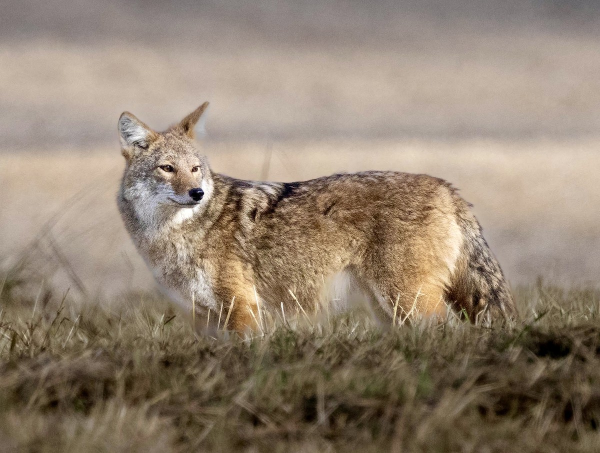 Animals - ML644553405