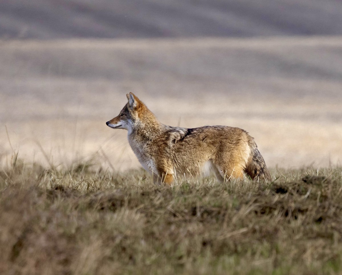 Animals - ML644553406