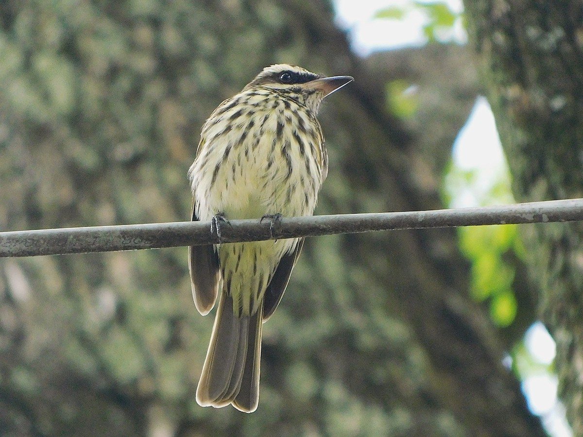 Tyran audacieux - ML644553408