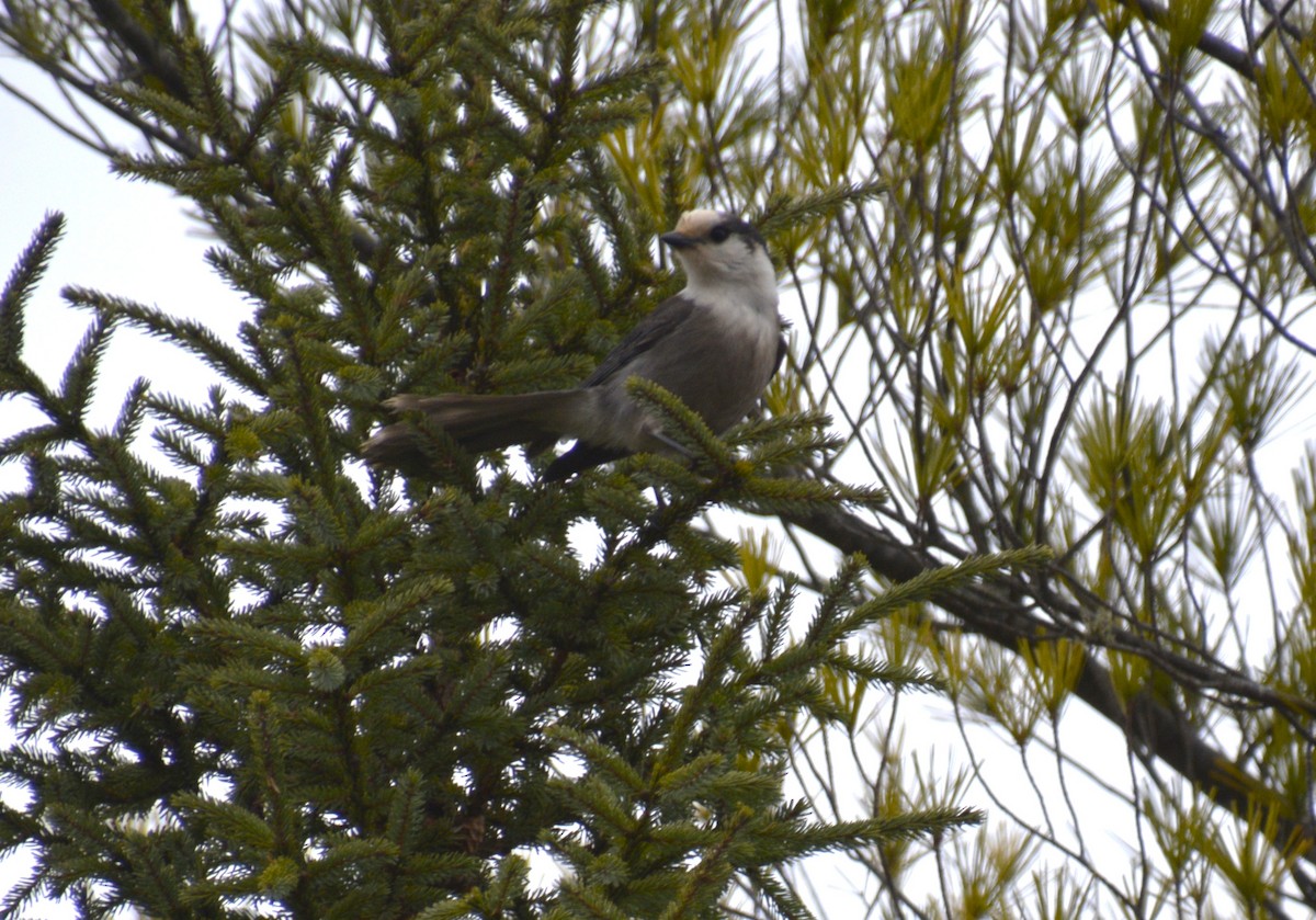 Mésangeai du Canada - ML644553411