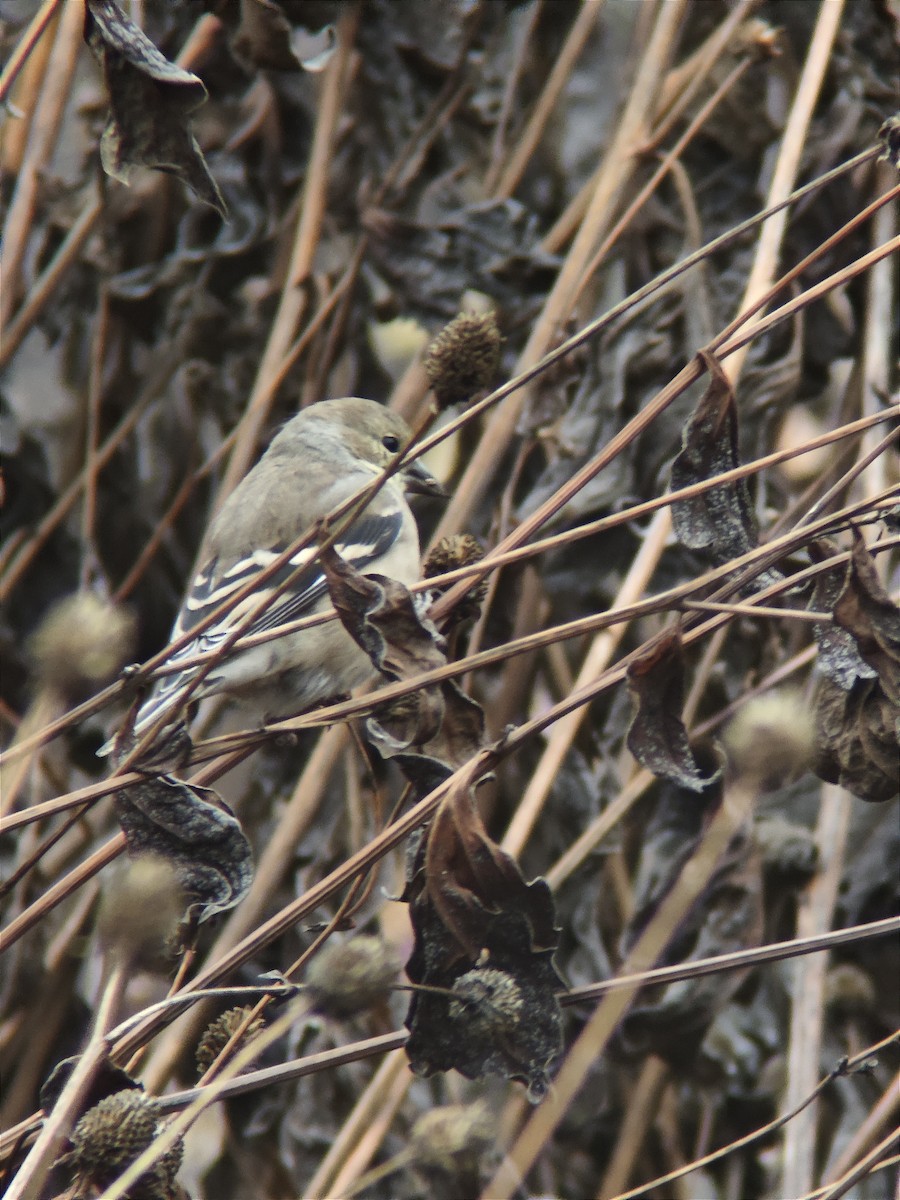 Chardonneret jaune - ML644553412