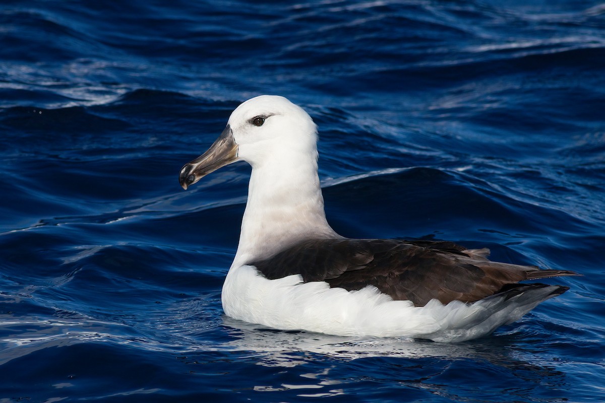 svartbrynalbatross (melanophris) - ML644553413