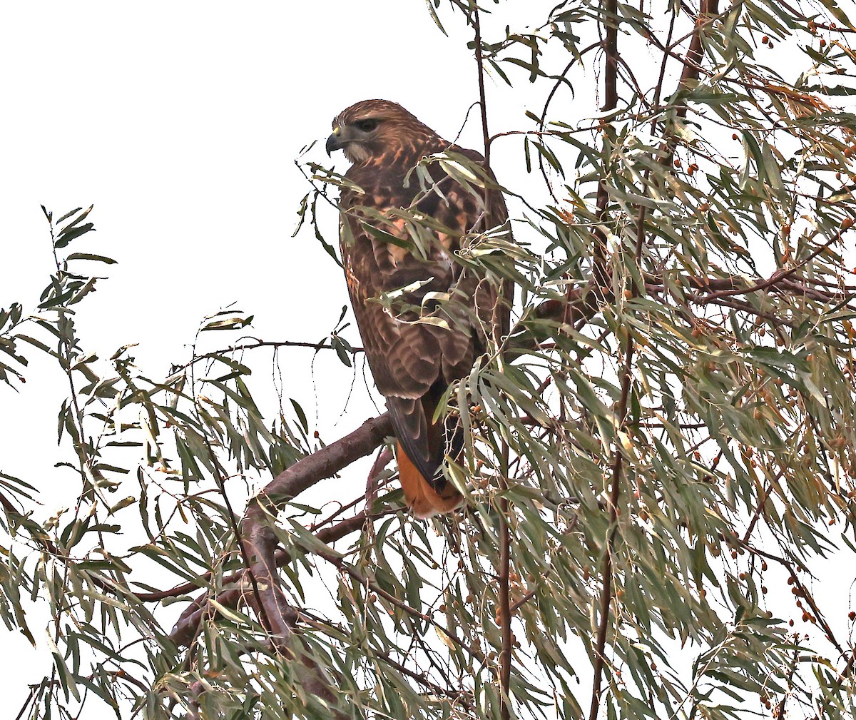 Buse à queue rousse - ML644553414
