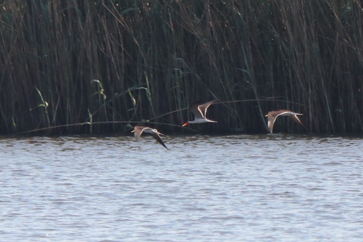 アフリカハサミアジサシ - ML644553415